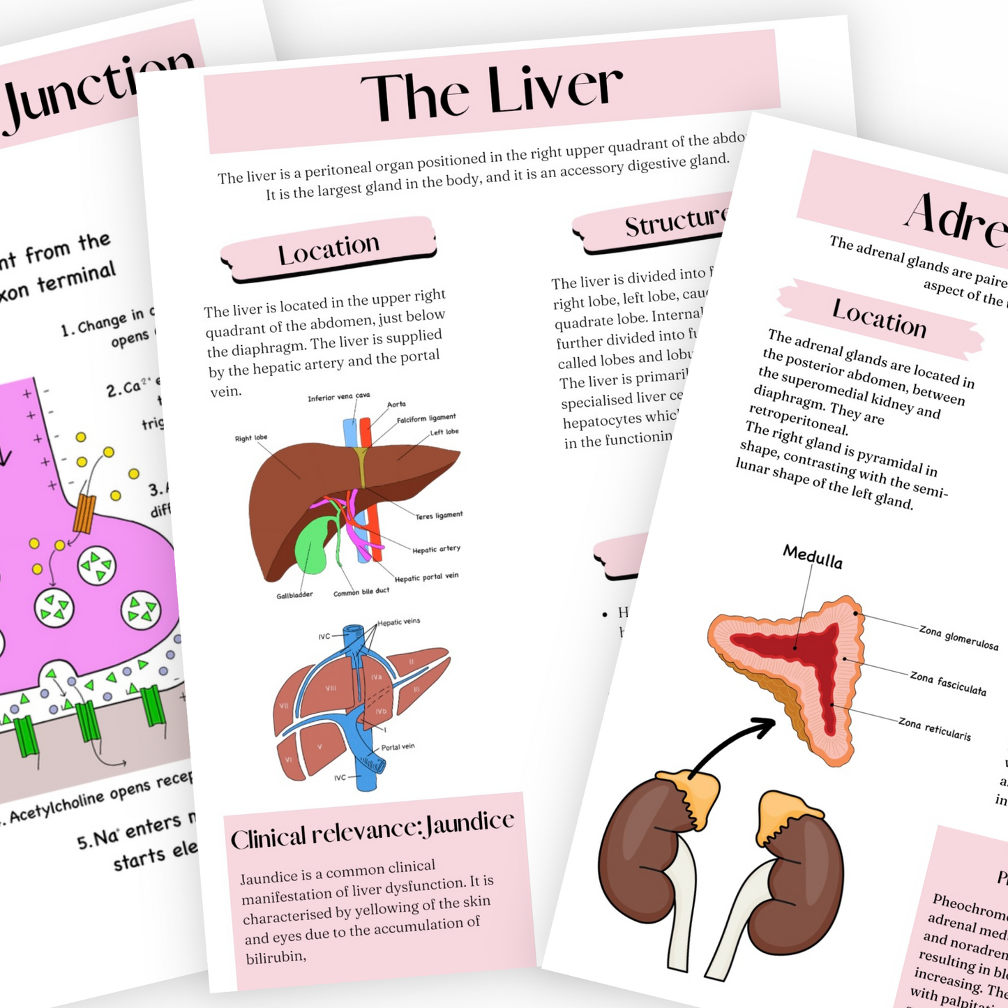 Anatomy Ebook (digital download)