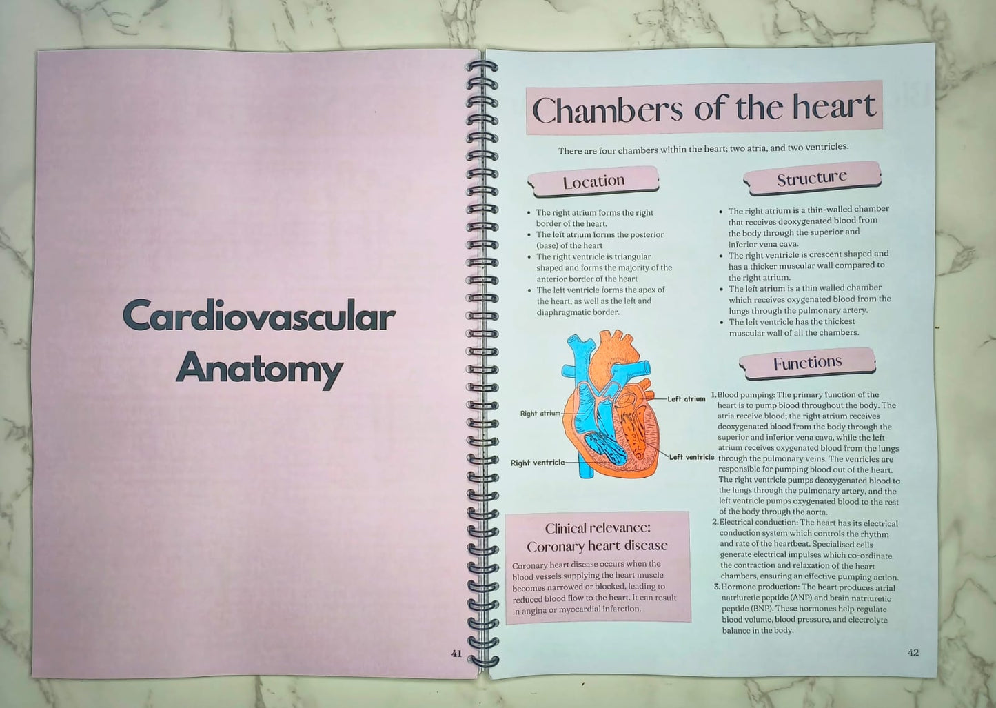 PREORDER: Anatomy study guide