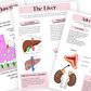 Anatomy Ebook (digital download)